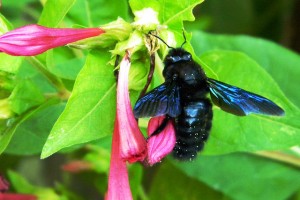 Blue bee on a pink flower