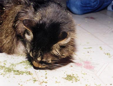 Catnip and Corky (384x295, 27 KBytes)